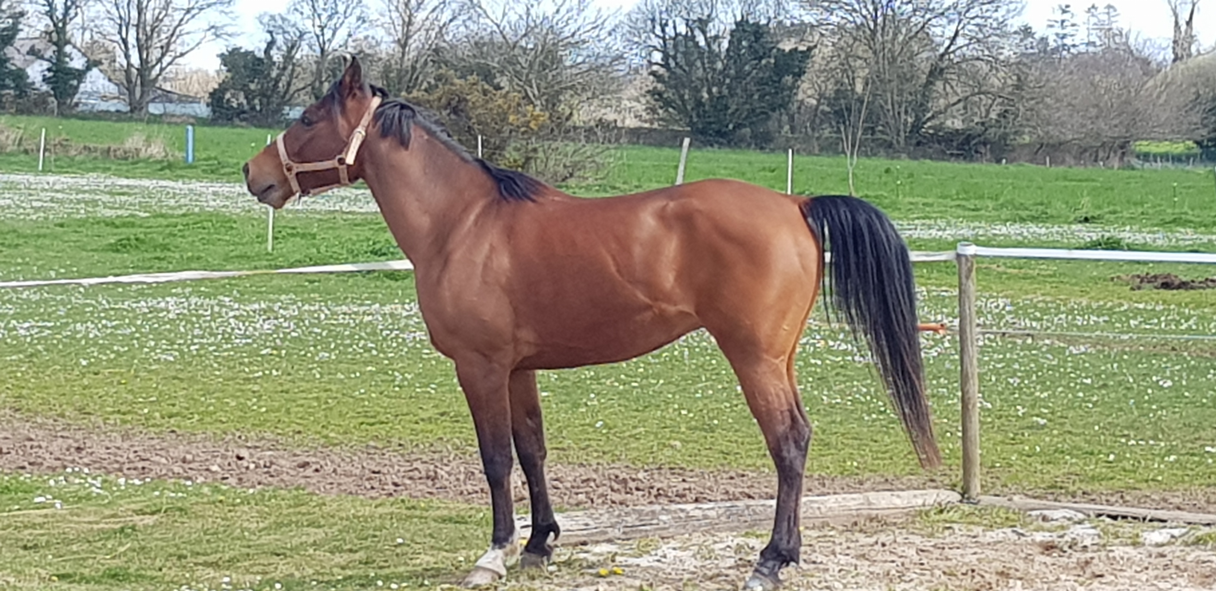 Image de l'annonce Cheval de loisir