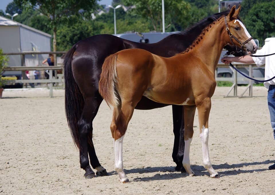 Image de l'annonce Poulain Balou du Rouet x Kannan