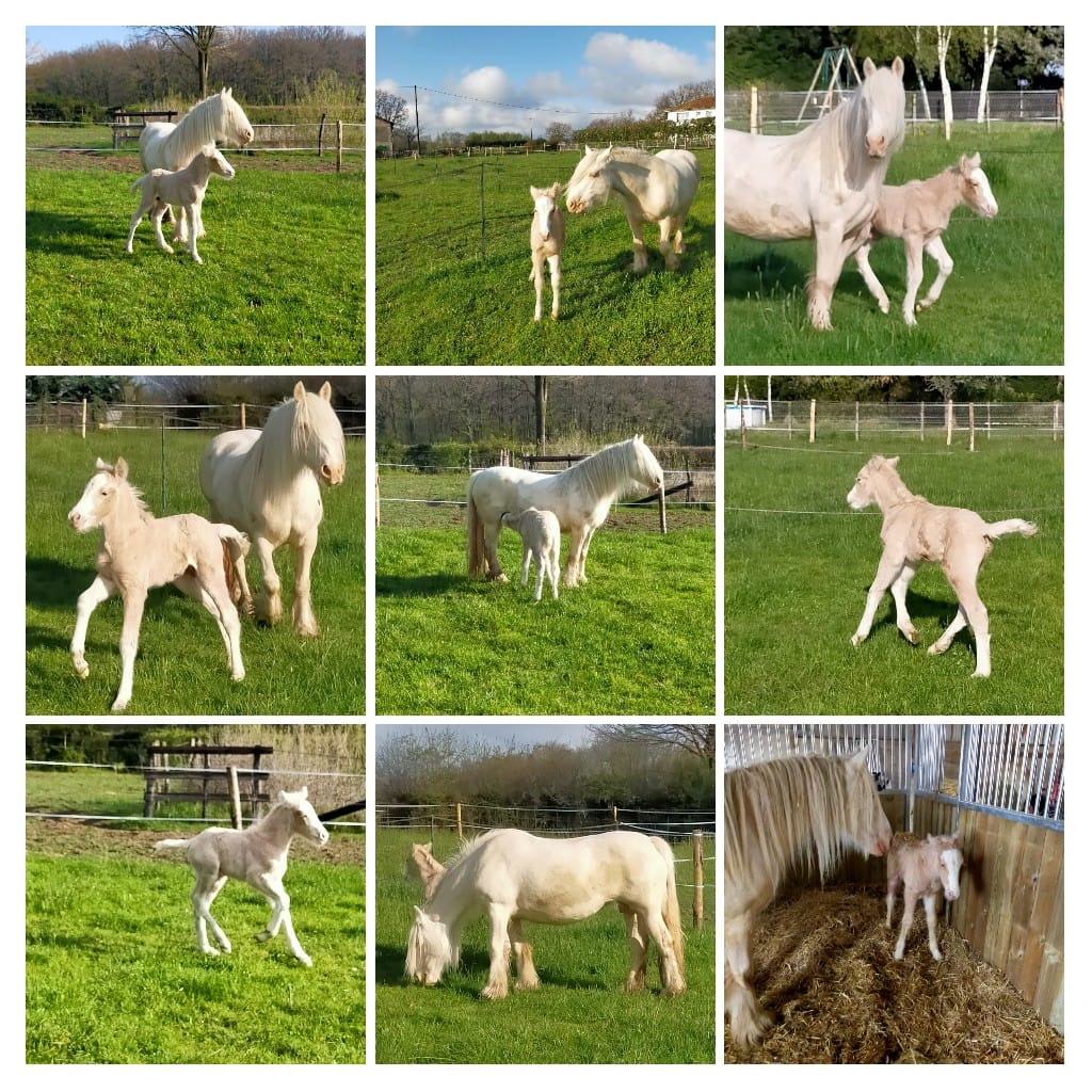 Image de l'annonce Poulain PP Irish Cob Palomino Sooty