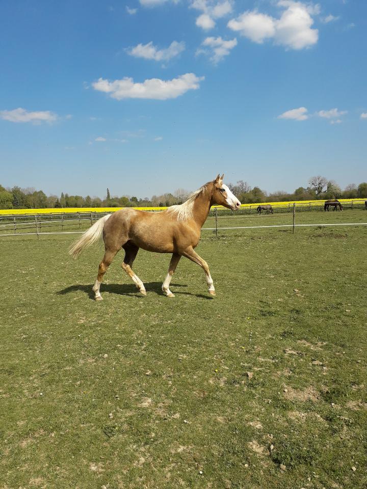 Image de l'annonce PAINT HORSE 10 ANS