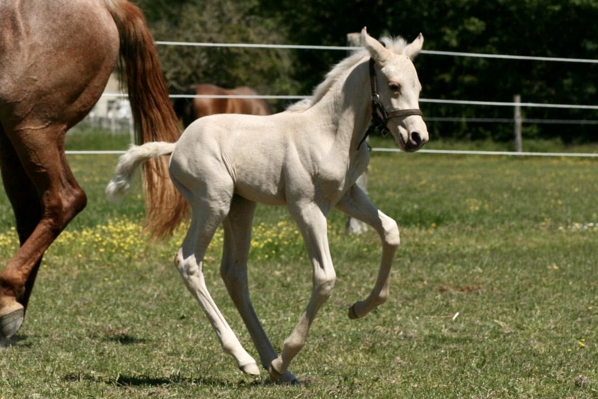 Image de l'annonce Poulain Palomino AZTÈQUE