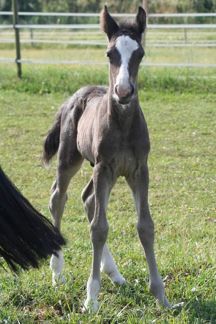 Image de l'annonce Foal mâle noir par Milord des Chouans
