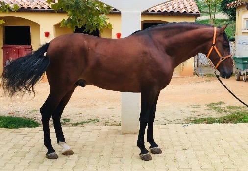 Image de l'annonce Cheval espagnol