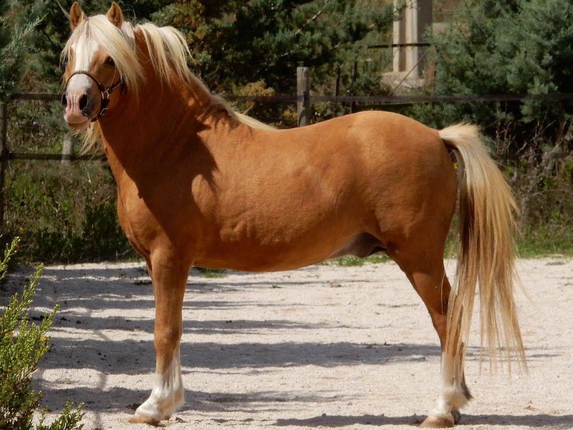 Image de l'annonce Magnifique étalon Welsh A  palomino