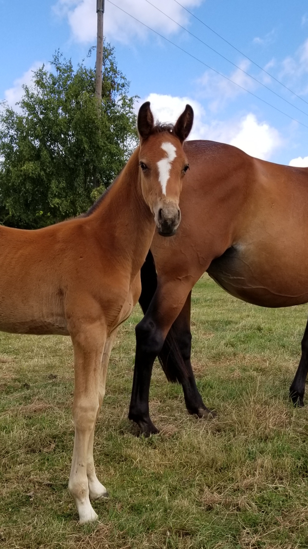 Image de l'annonce pouliniere flyer x royal feu souche pironnière 5* mere d'etalon
