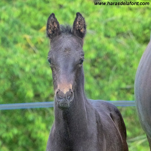 Image de l'annonce Top poulain neveu DIRECT de Romantic Love CCI5*