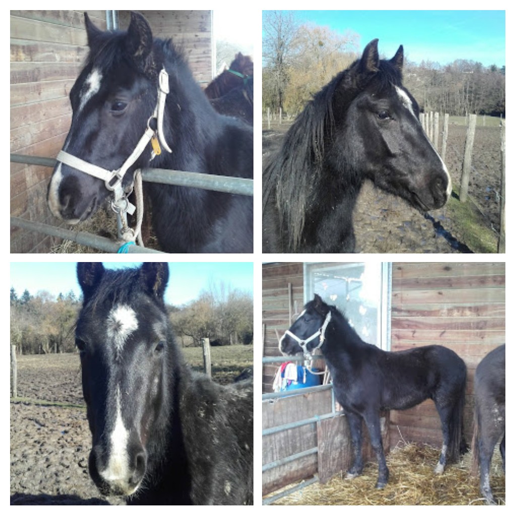 Image de l'annonce Poney welsh COB 3 ans