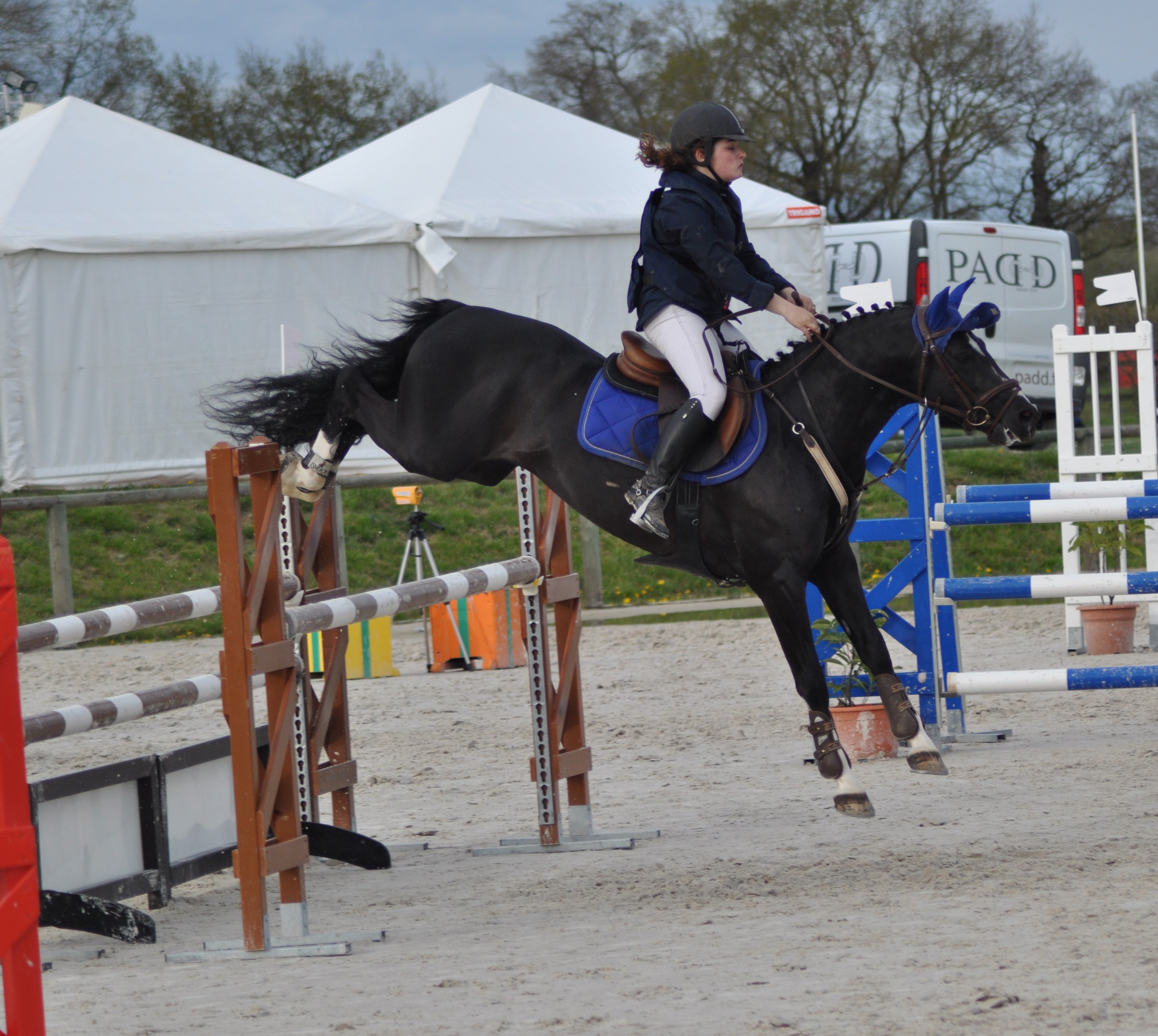 Image de l'annonce Etalon Welsh Part Bred noir 1m45 en monte en main
