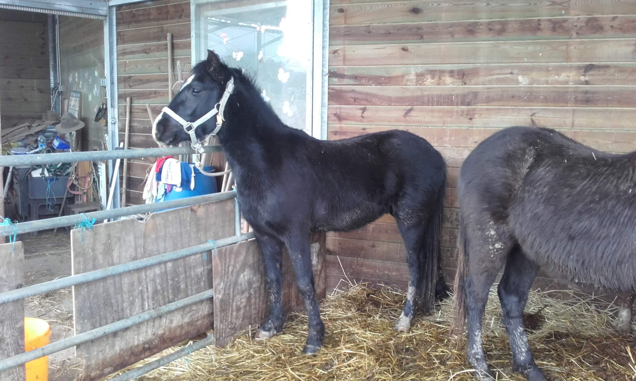 Image de l'annonce Poney welsh COB 3 ans