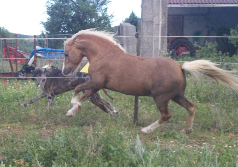 Image de l'annonce Magnifique étalon Welsh A  palomino