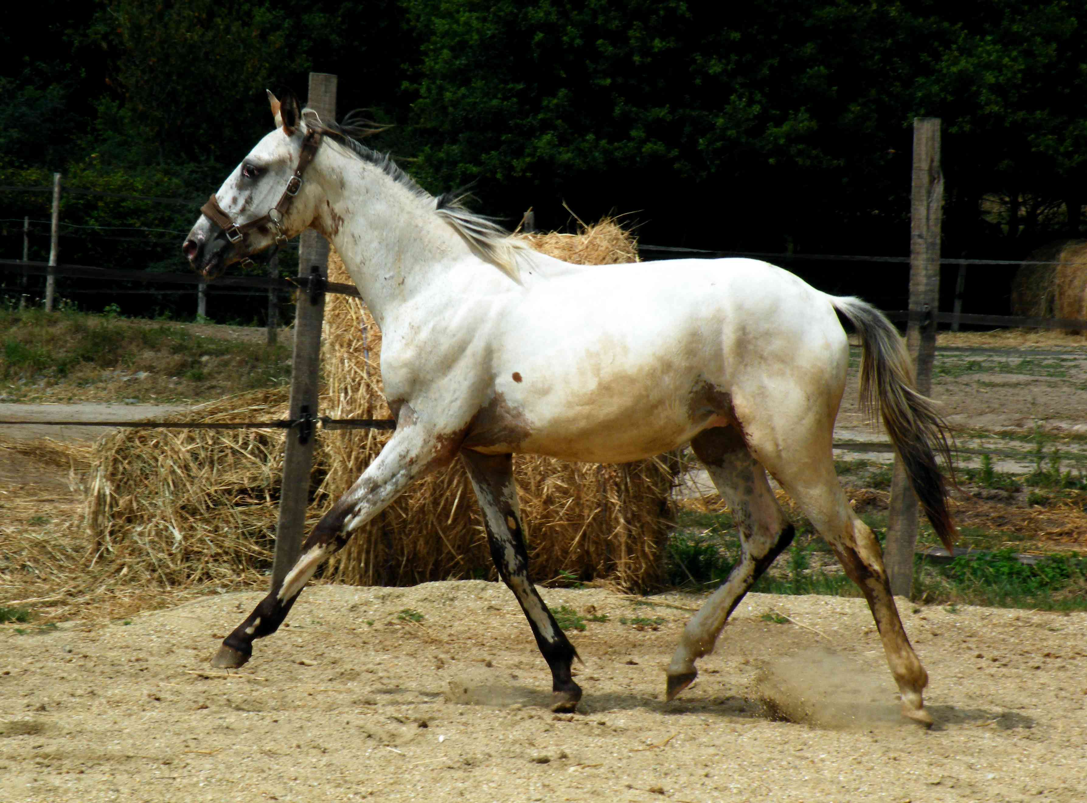 Rare yearling fewspot (homozygote appaloosa) orgines sport