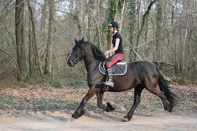 Image de l'annonce Jument Frison de pré âgée de 6 ans;168cm