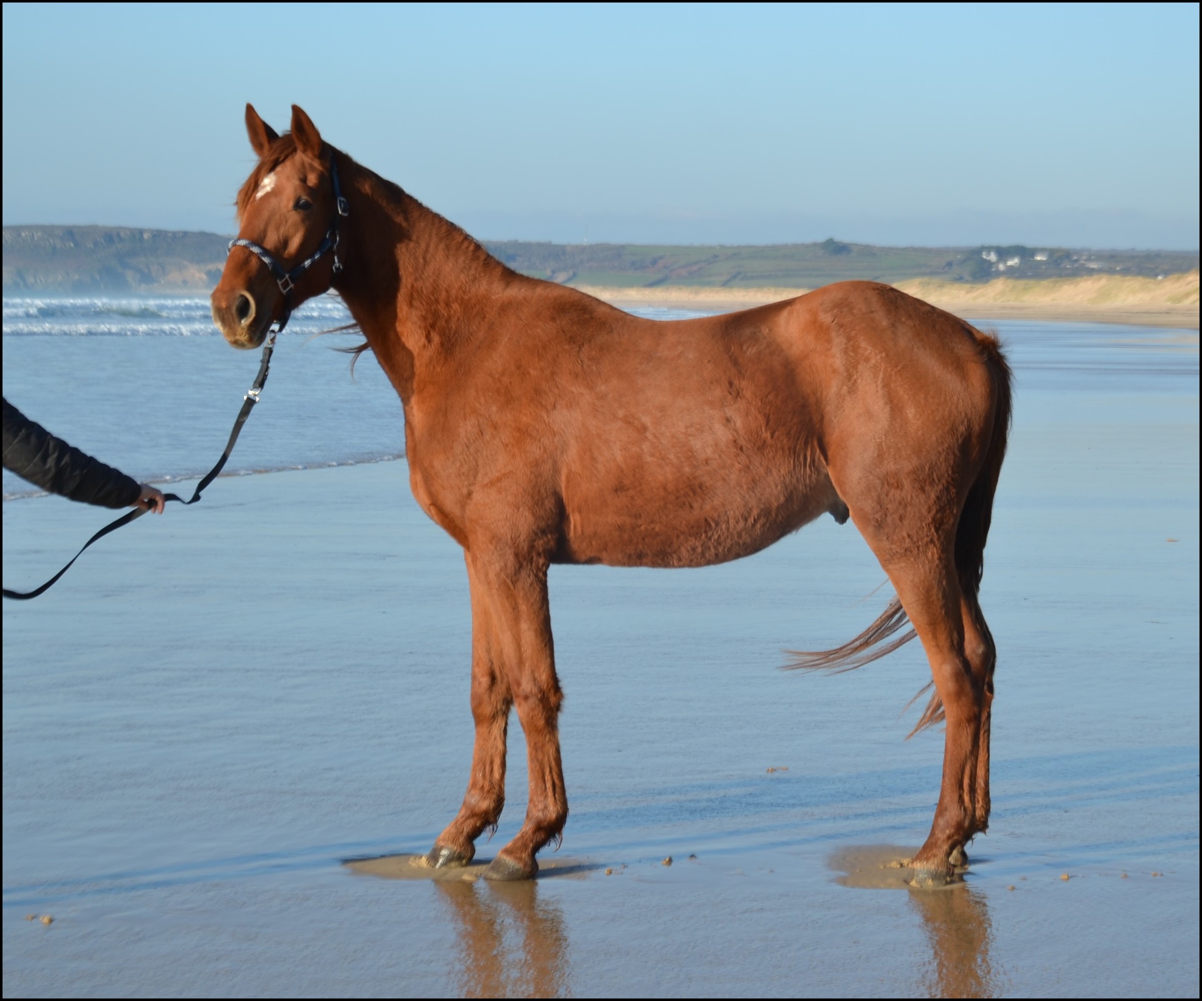 Image de l'annonce Gentil cheval TF hongre pour loisirs