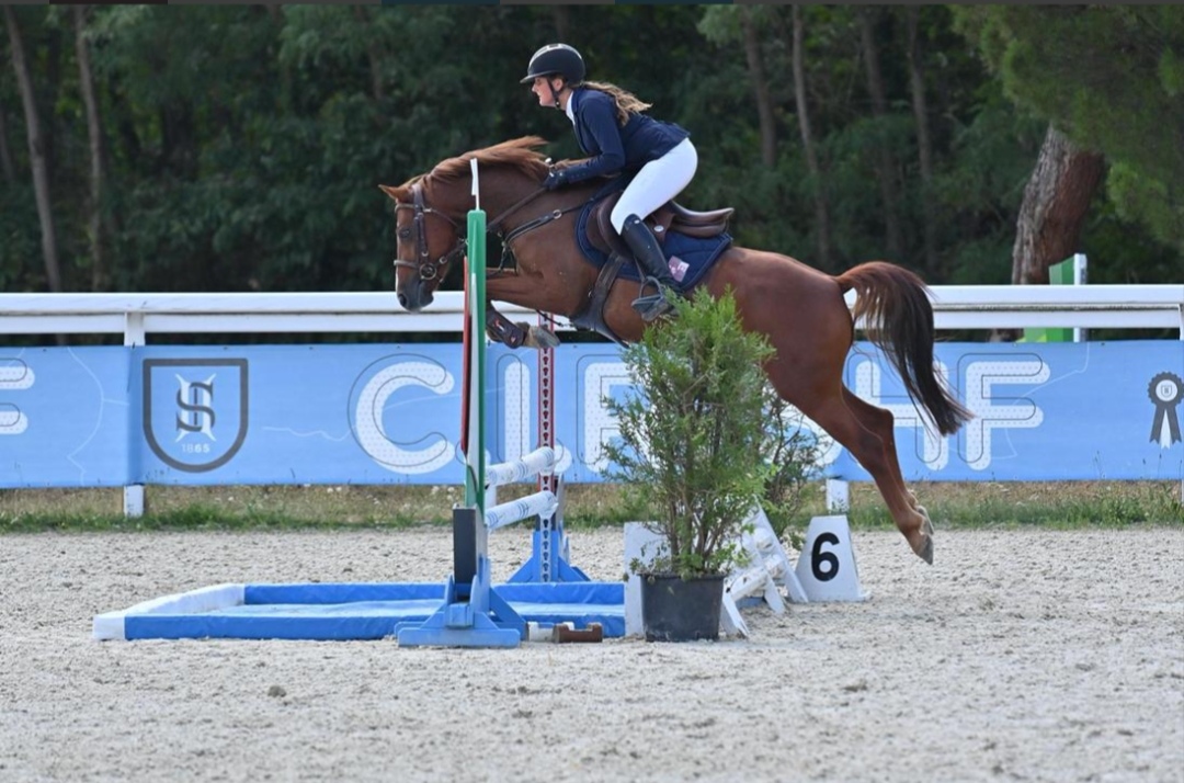 Image de l'annonce Poney hongre 6 ans