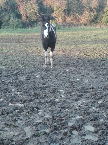 Image de l'annonce Poulain black tobiano paint horse