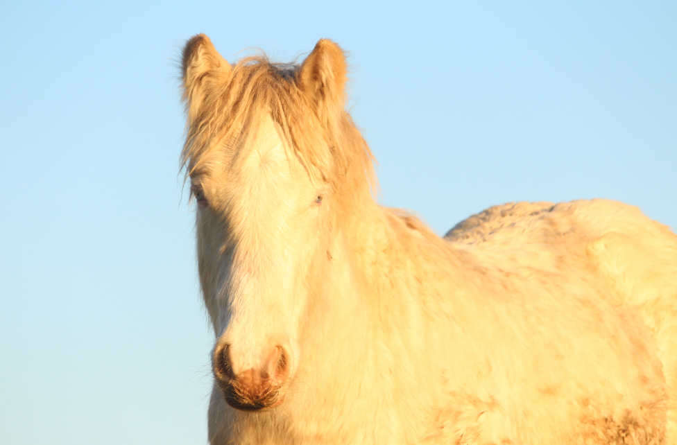 Image de l'annonce Poulain gypsy cob