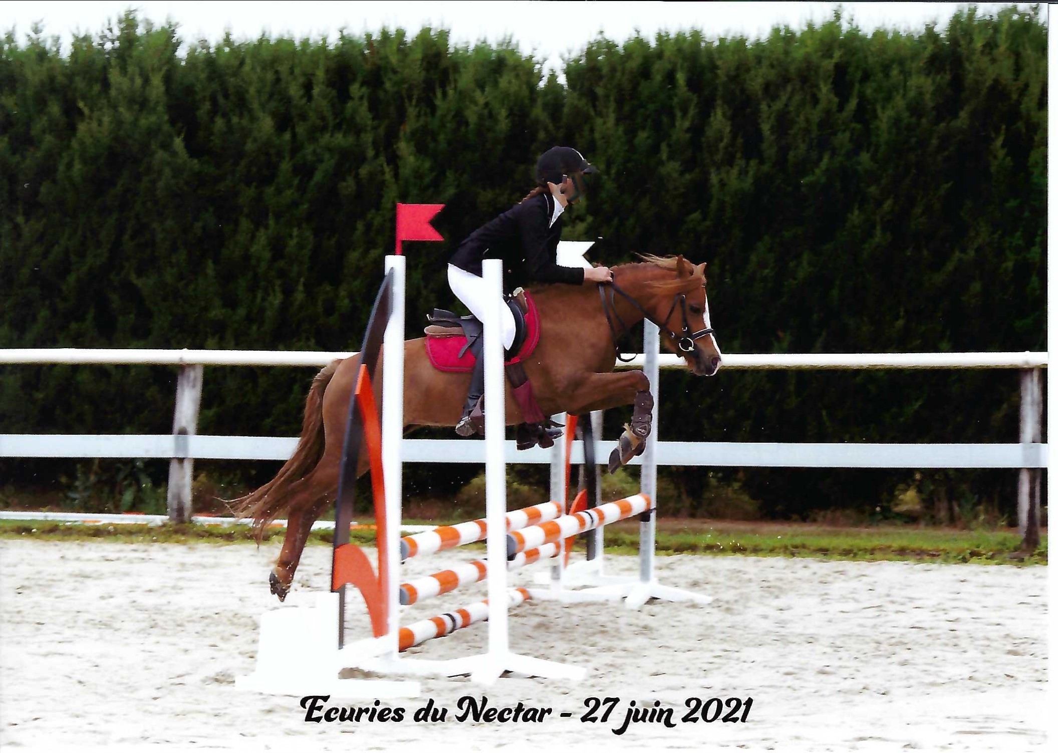 Image de l'annonce Ponette Welsh section B