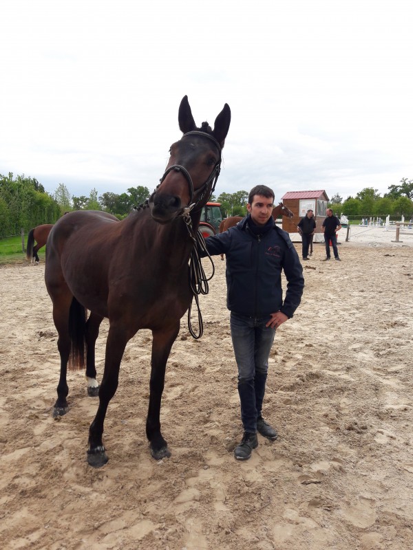 Image de l'annonce Superbe jument 3 ans Canturo x Quick Star