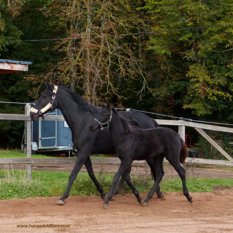 Image de l'annonce Top poulain AA neveu direct du crack ROMANTIC LOVE CCI5* !