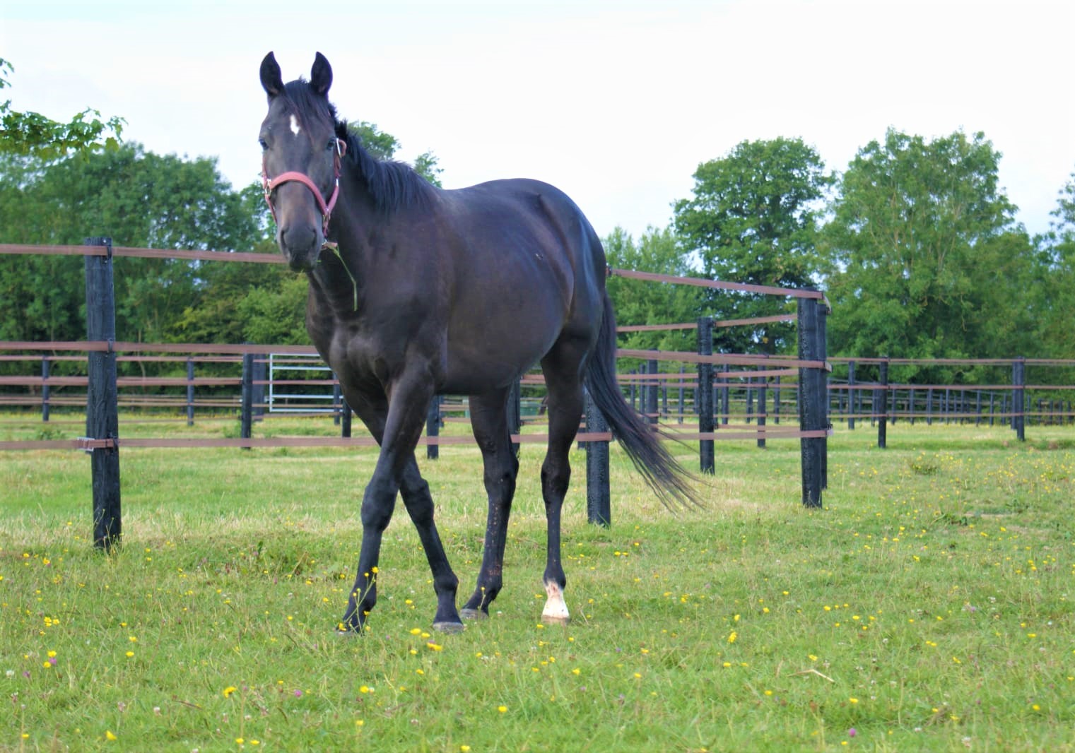 Image de l'annonce A VENDRE CHEVAL DE COURSE PS