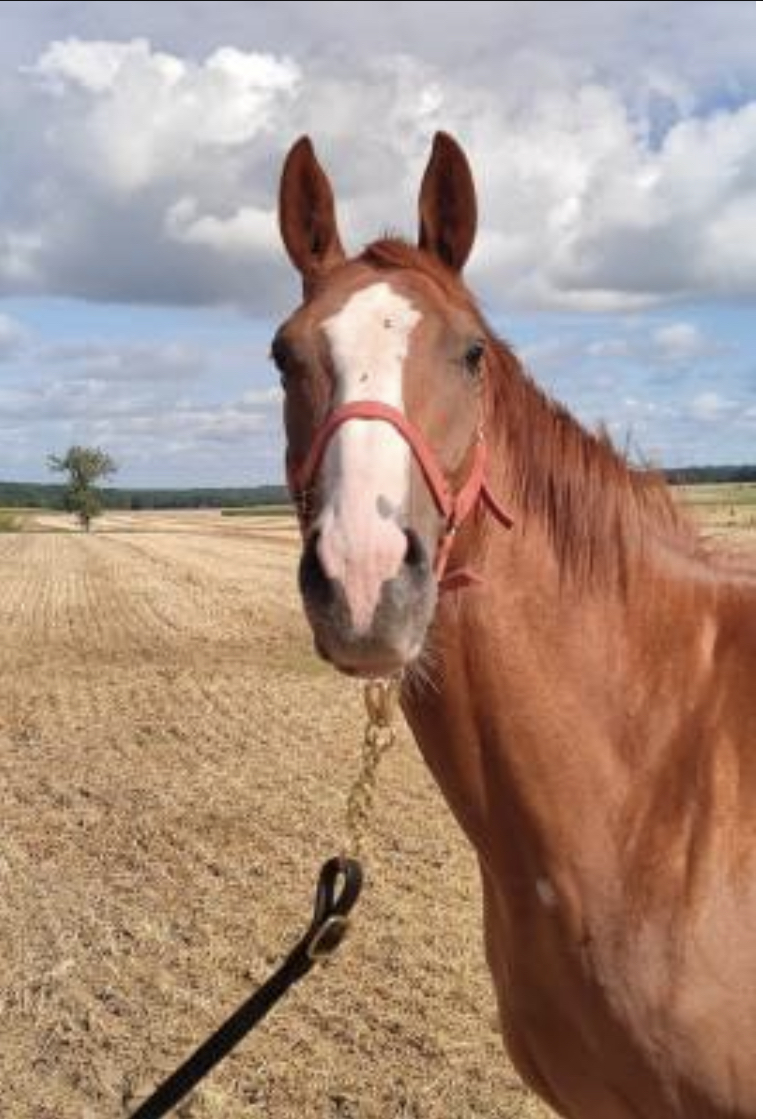 Image de l'annonce BEAU CHEVAL PUR SANG