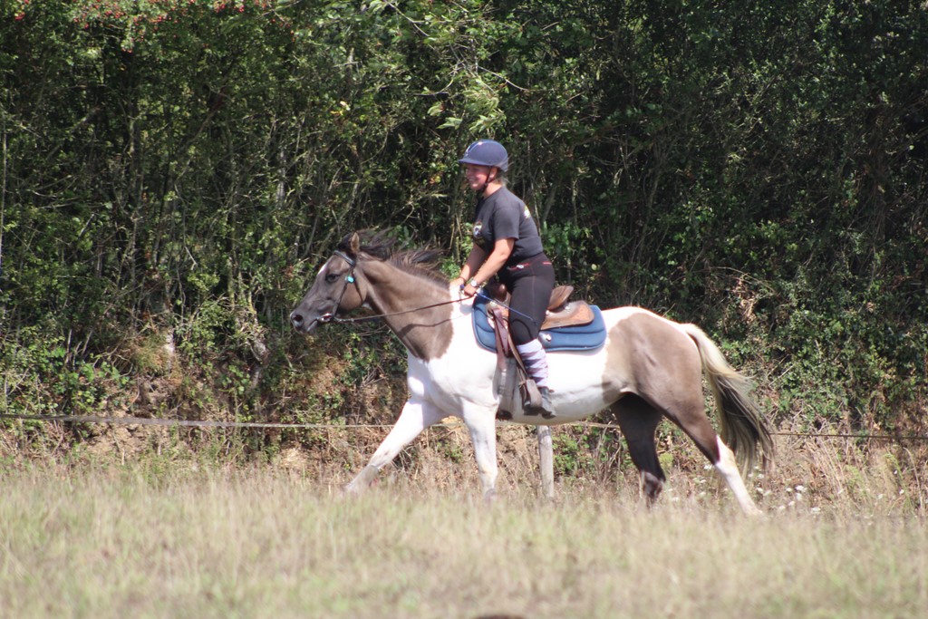 Image de l'annonce Jeune jument paint horse grullo tobiano montée