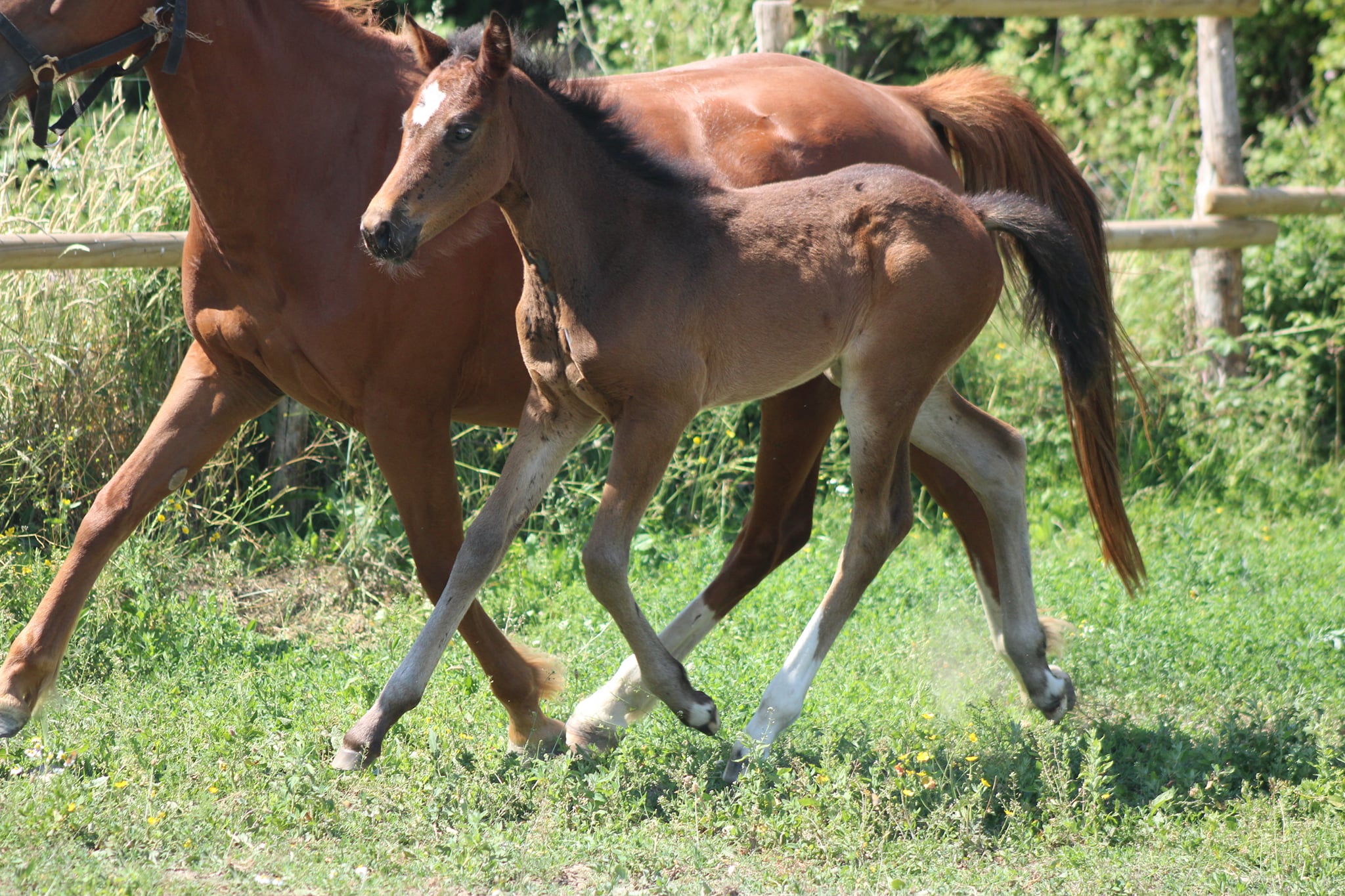 Image de l'annonce AV Foal femelle PFS souche As élite CSO