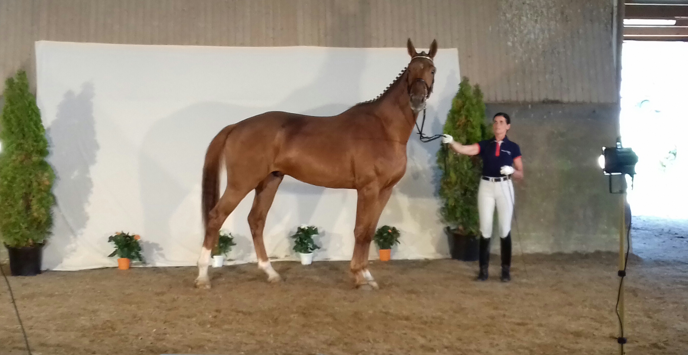 Image de l'annonce cheval de dressage 5 ans 1m83  SF par don juan de hus