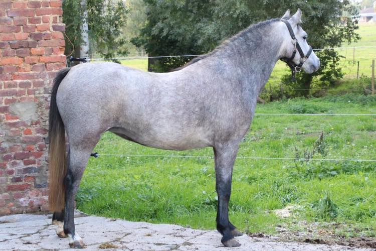 Image de l'annonce top welsh pony