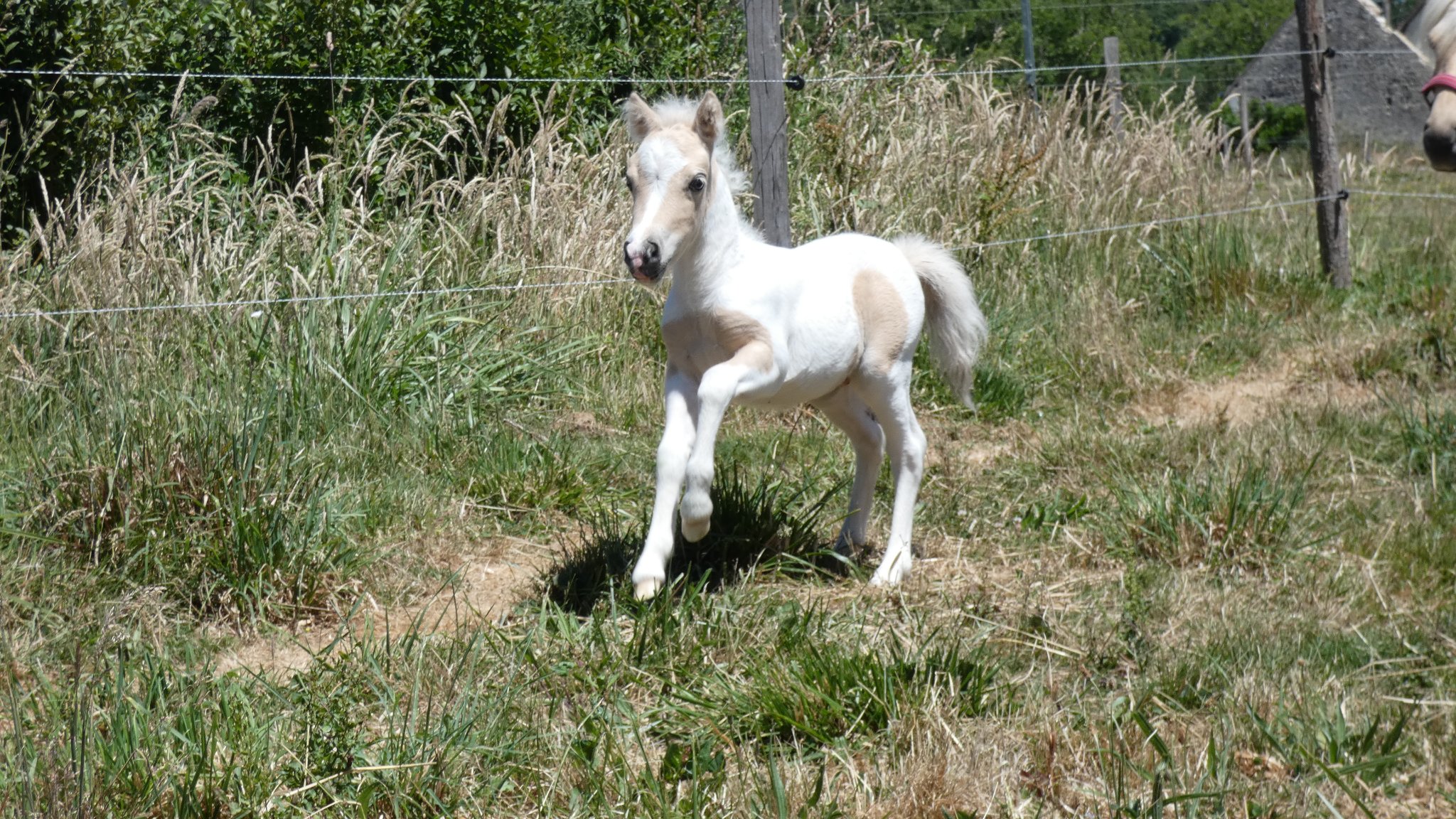 Image de l'annonce Molokaï Labcani poney Pie Palomino avec un oeil part bleu