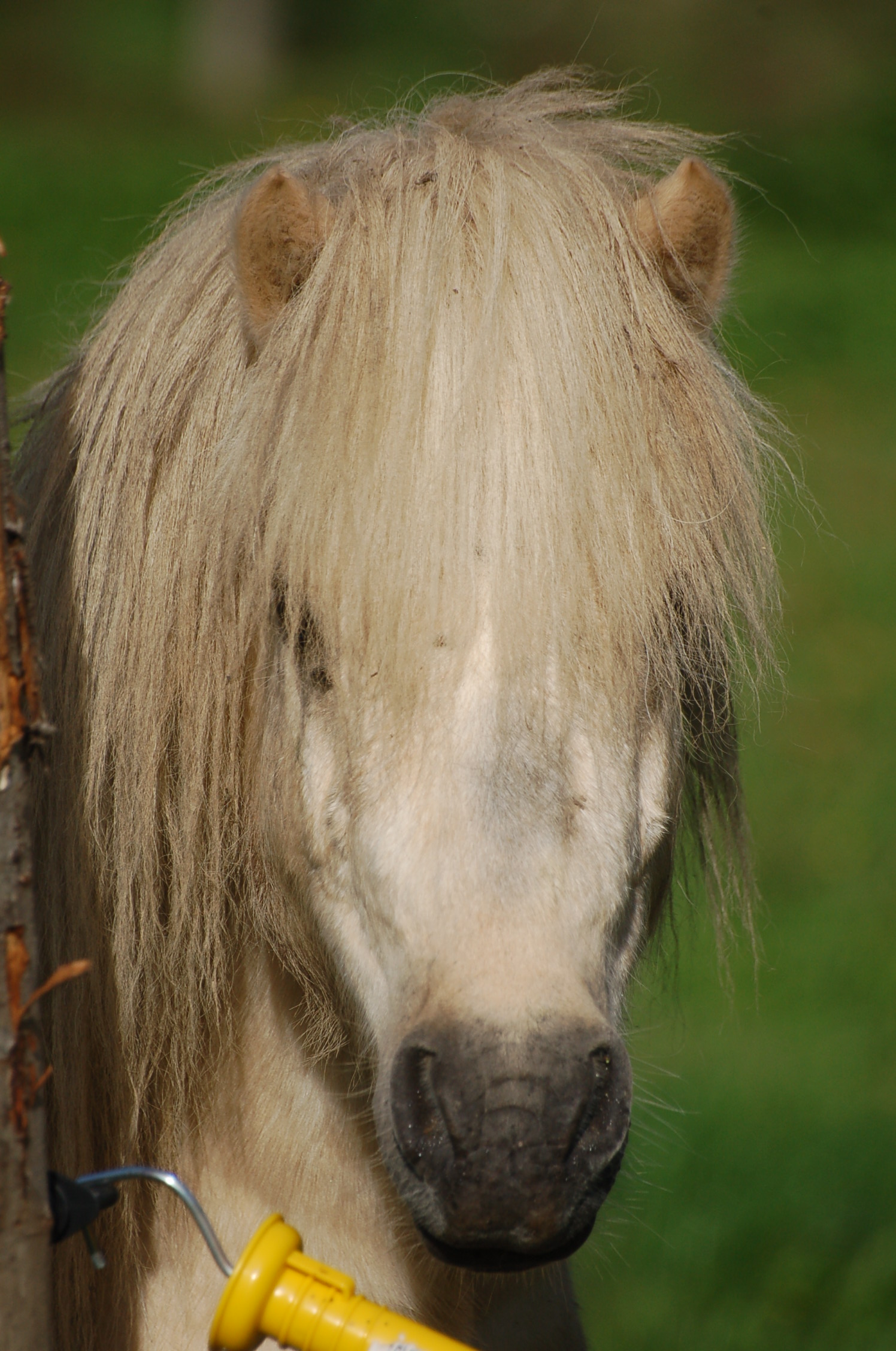 Image de l'annonce Etalon Shetland palomino