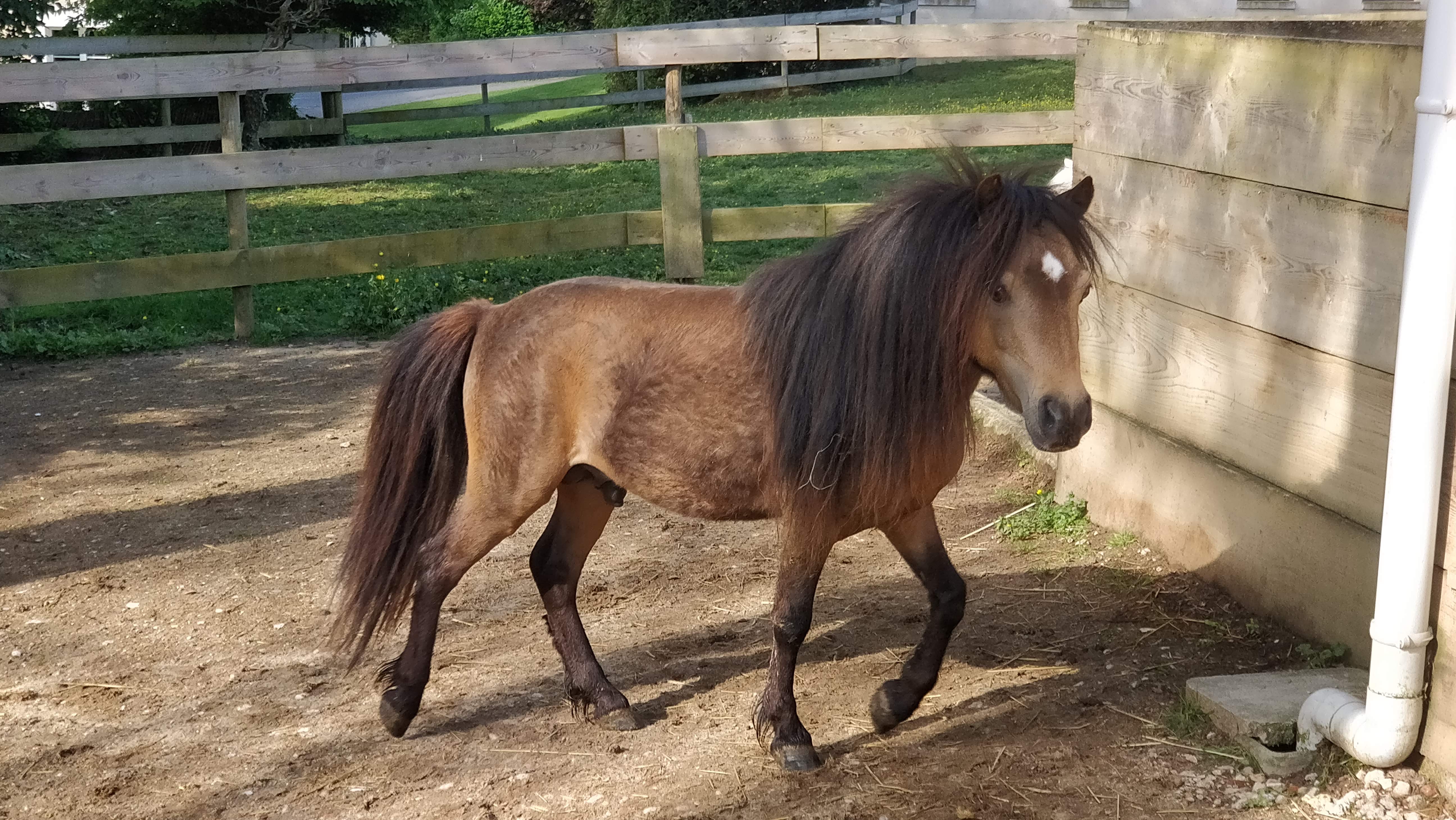 Image de l'annonce Cheval miniature AMHA, étalon