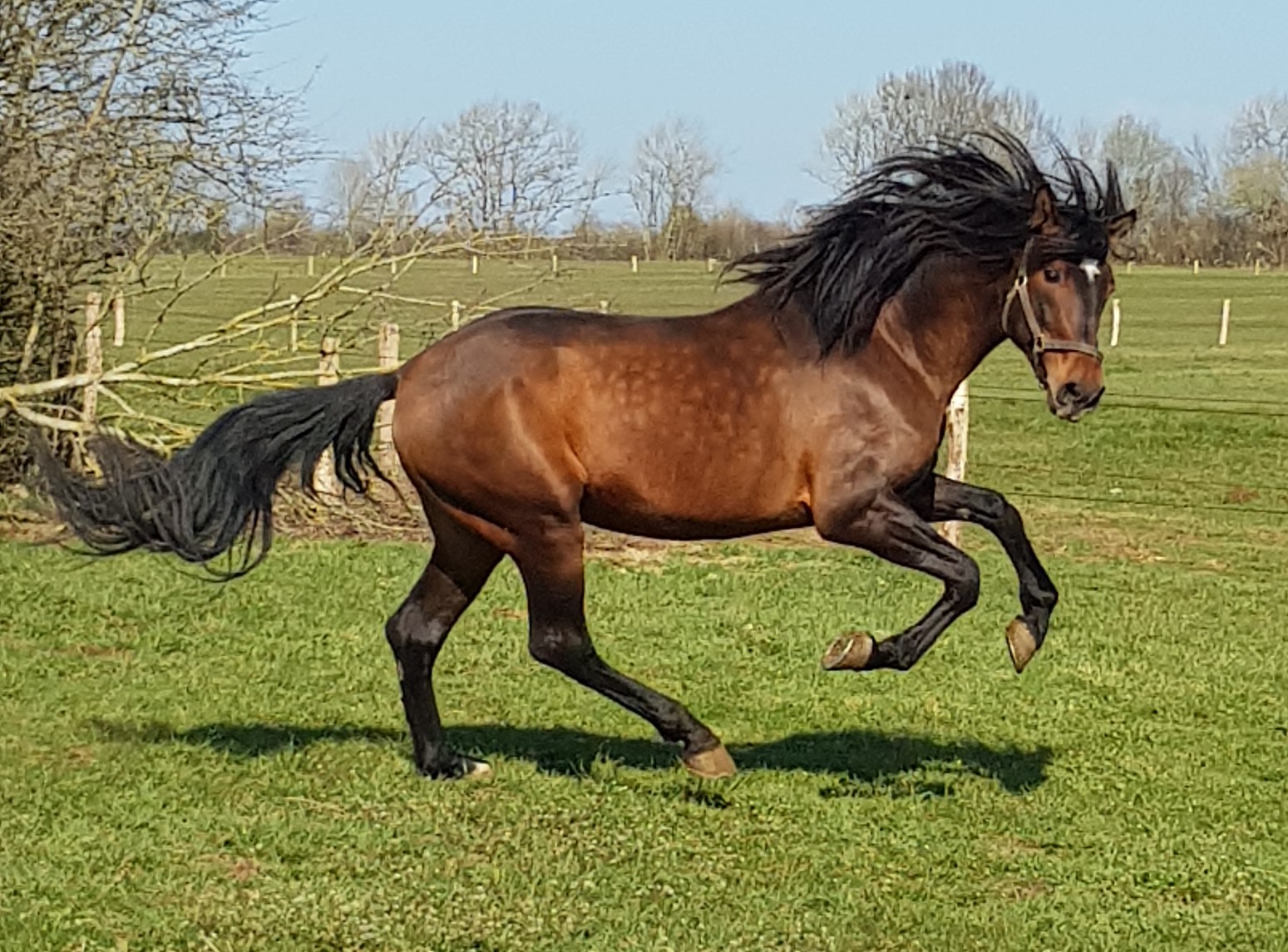 Image de l'annonce Magnifique cheval Pure Race Espagnole