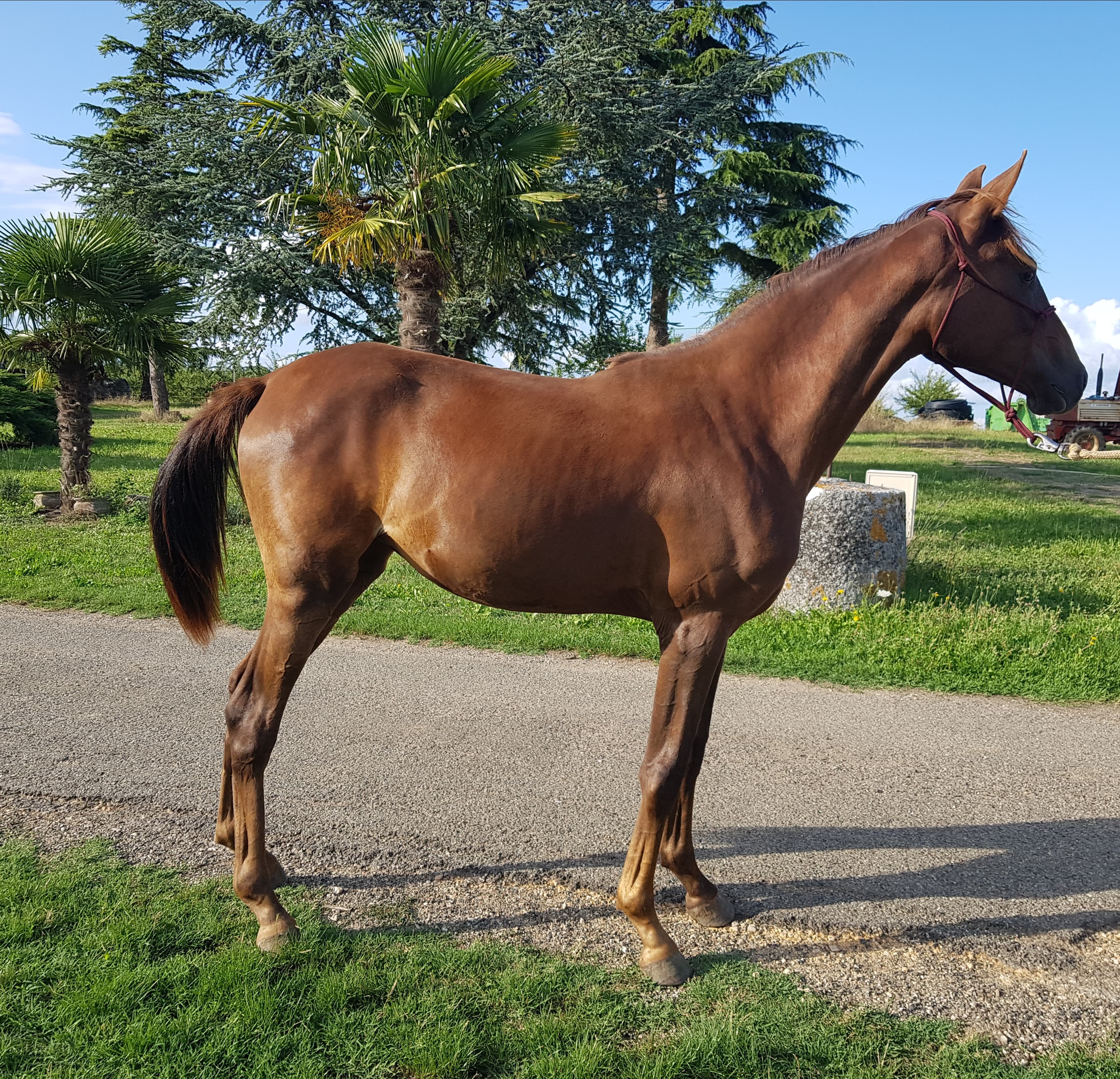 Image de l'annonce Jument pur sang arabe course