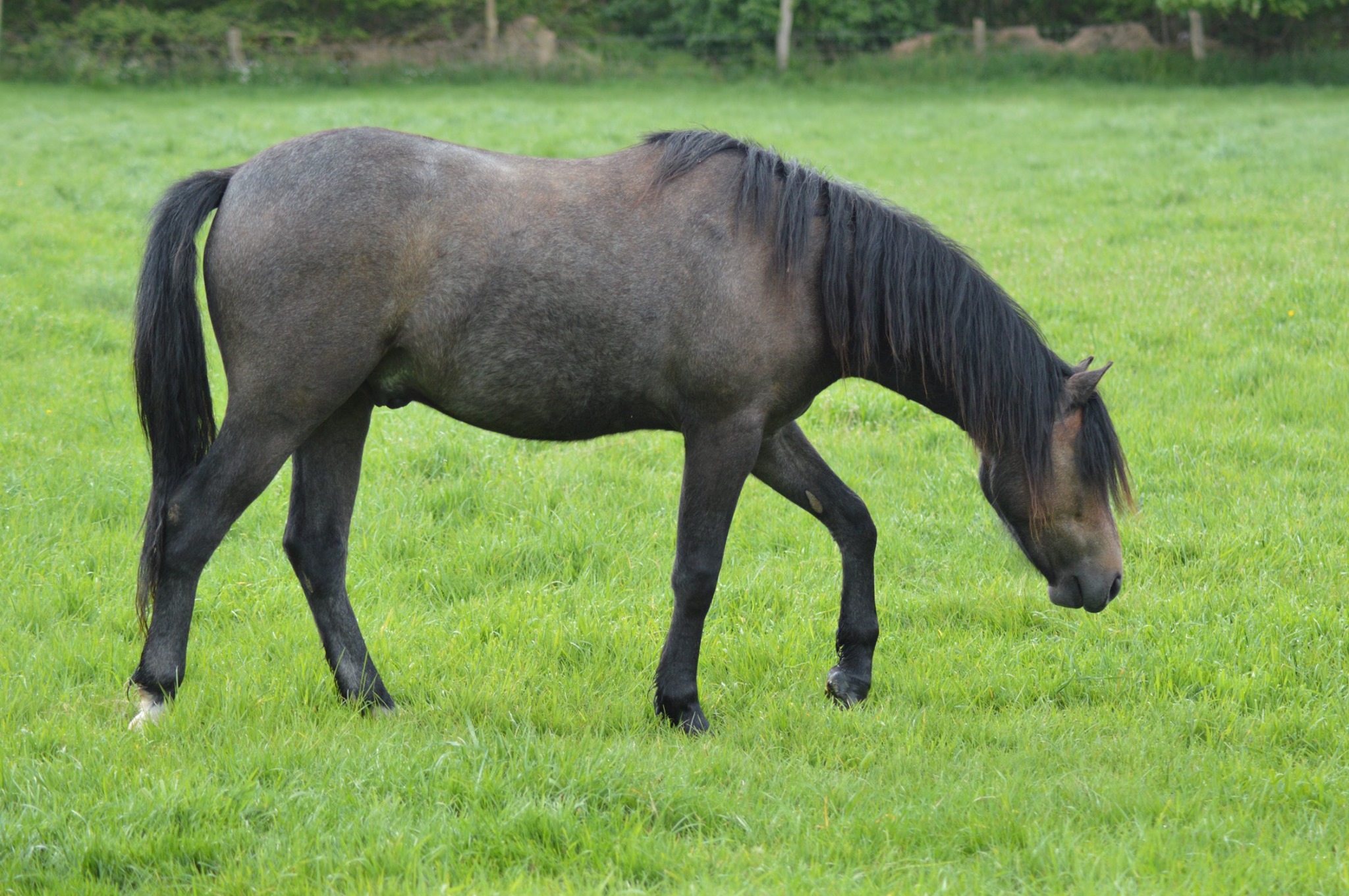 Image de l'annonce Hongre Welsh Pony 2 ans