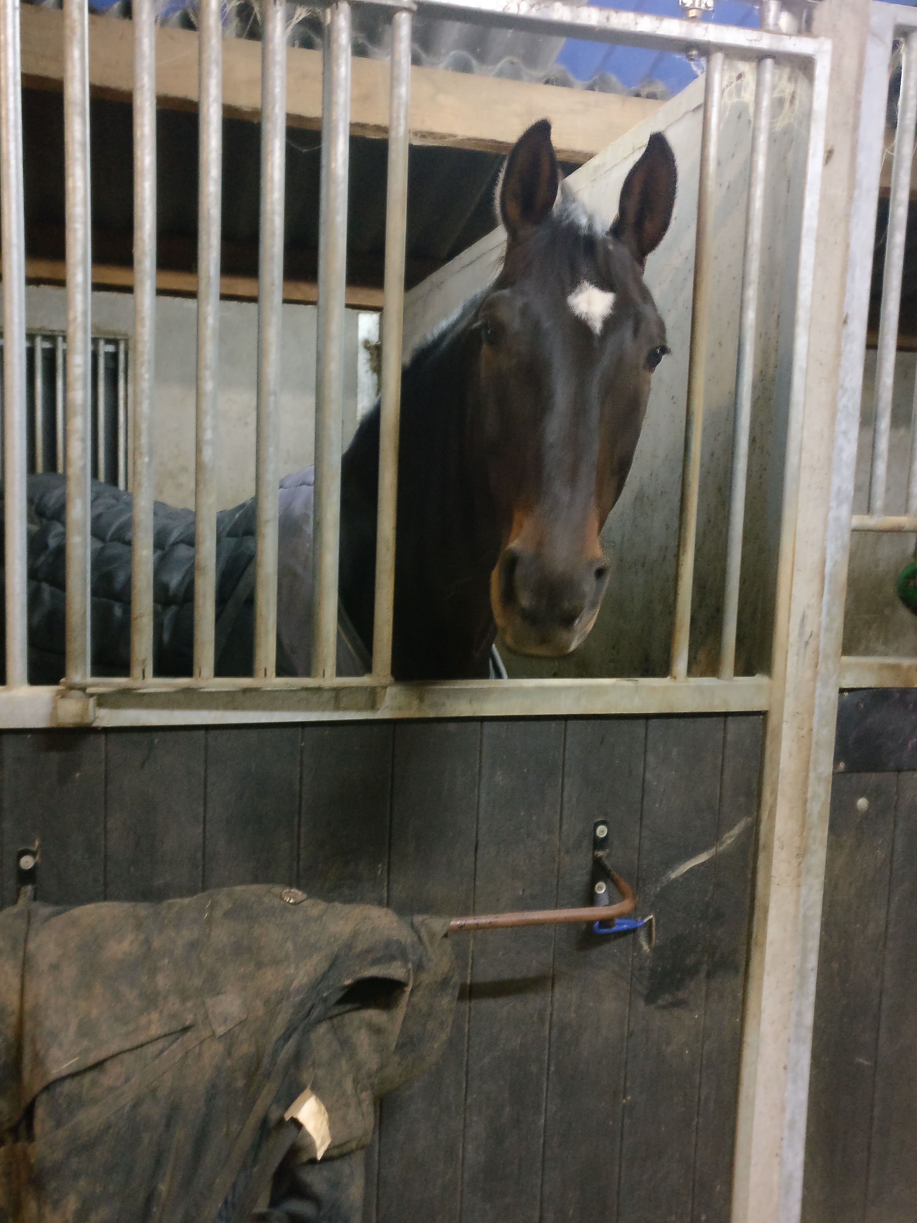 Image de l'annonce Typhon de Hus : cheval de qualité pour CSO