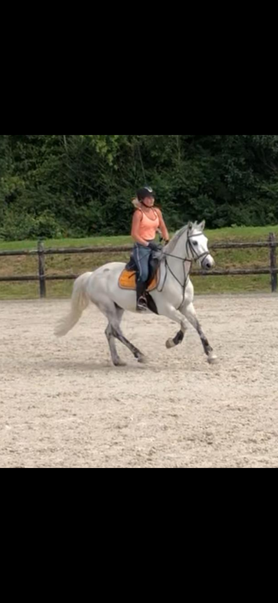 Image de l'annonce Poney D CSO