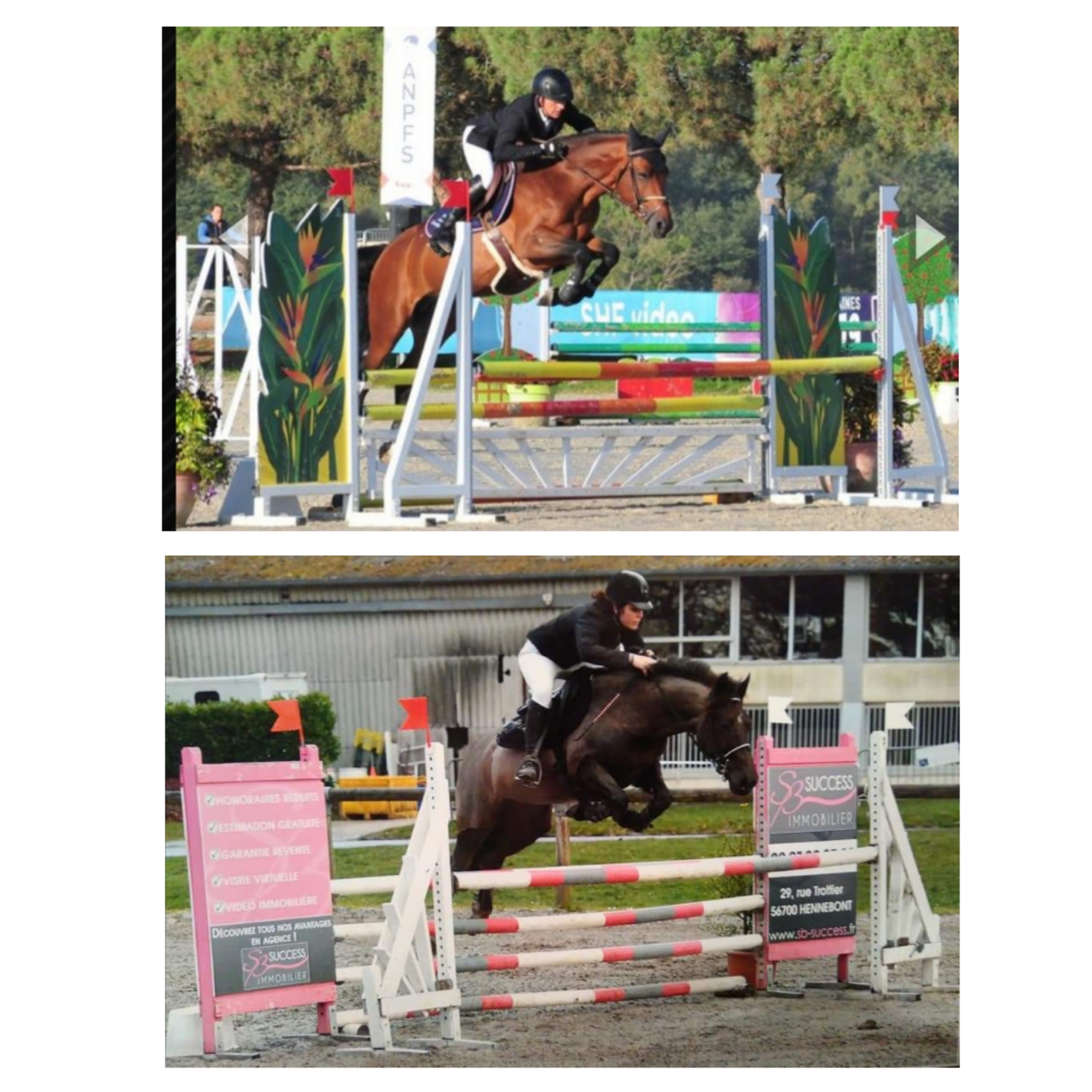 Image de l'annonce Poulain poney francais de selle 1 ans