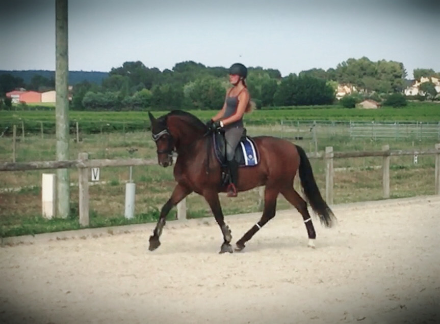 Image de l'annonce Pure race espagnole