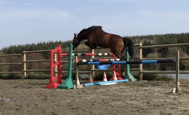 Image de l'annonce Jument d’avenir (Diamnt de Semilly x Balou du rouet)