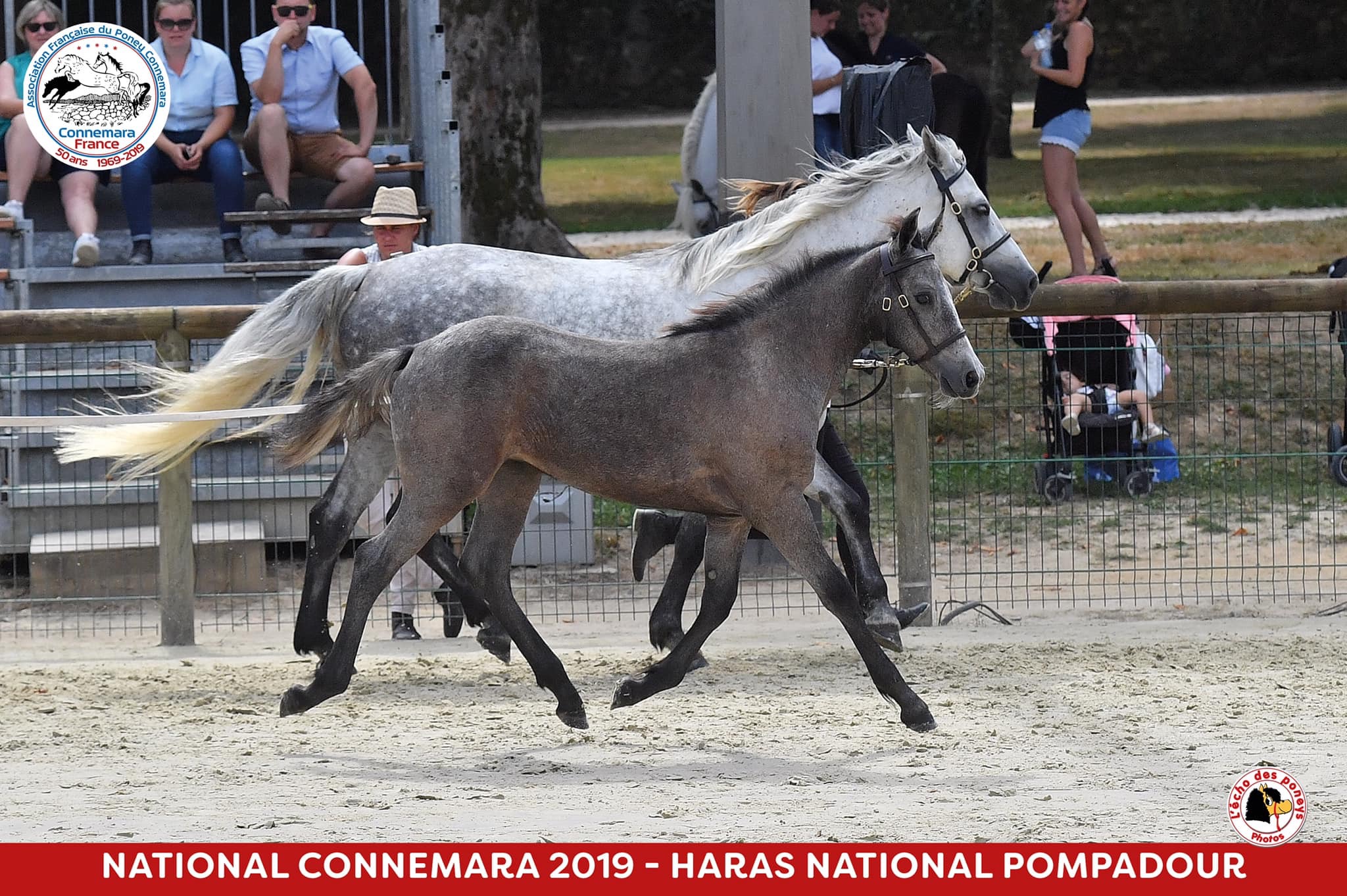 Image de l'annonce Pouliche Foal connemara