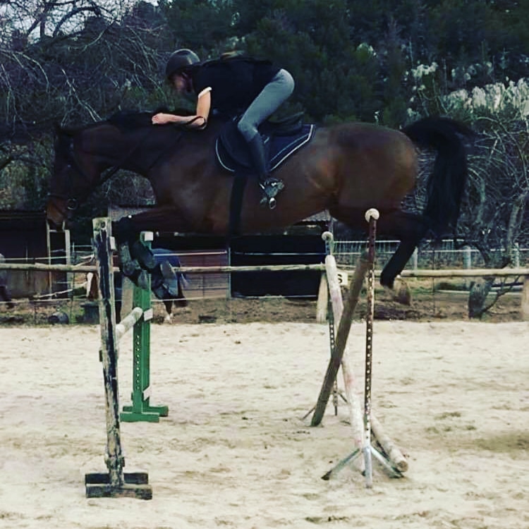 Image de l'annonce A vendre cheval pour cavalier Amateur