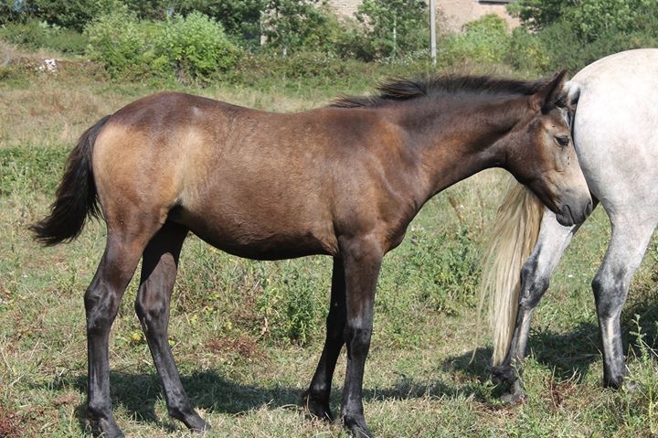 Image de l'annonce Pouliche Foal Connemara