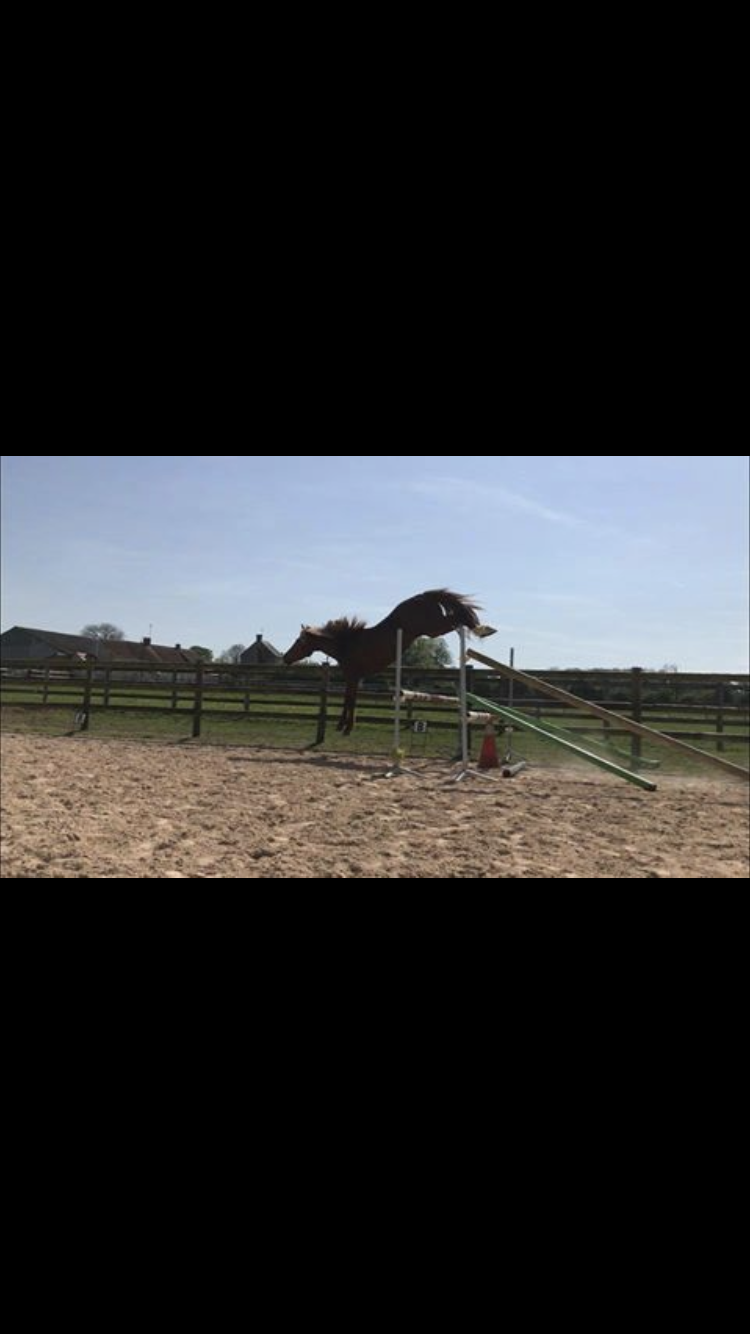 Image de l'annonce FLASH DE FEU SUPER CHEVAL DE LOISIR ET COMPETITION