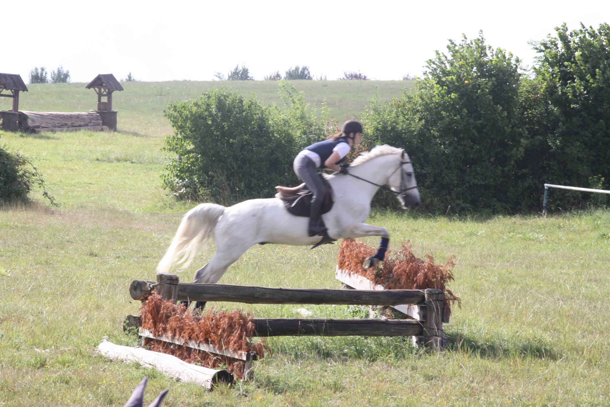 Image de l'annonce super cheval de selle espagnol 14 ans 160 cm loisirs toutes disciplines