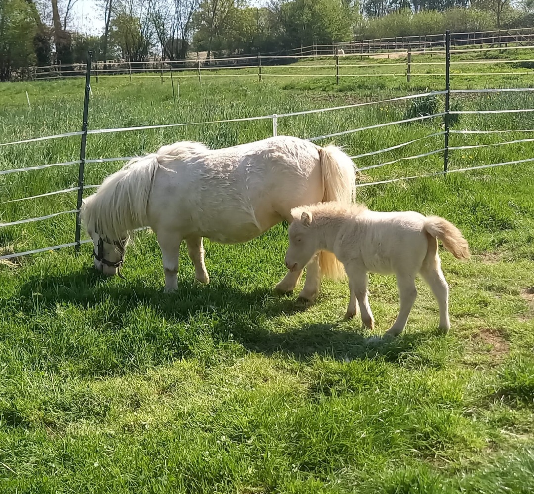 Image de l'annonce pouliniere shetland creme