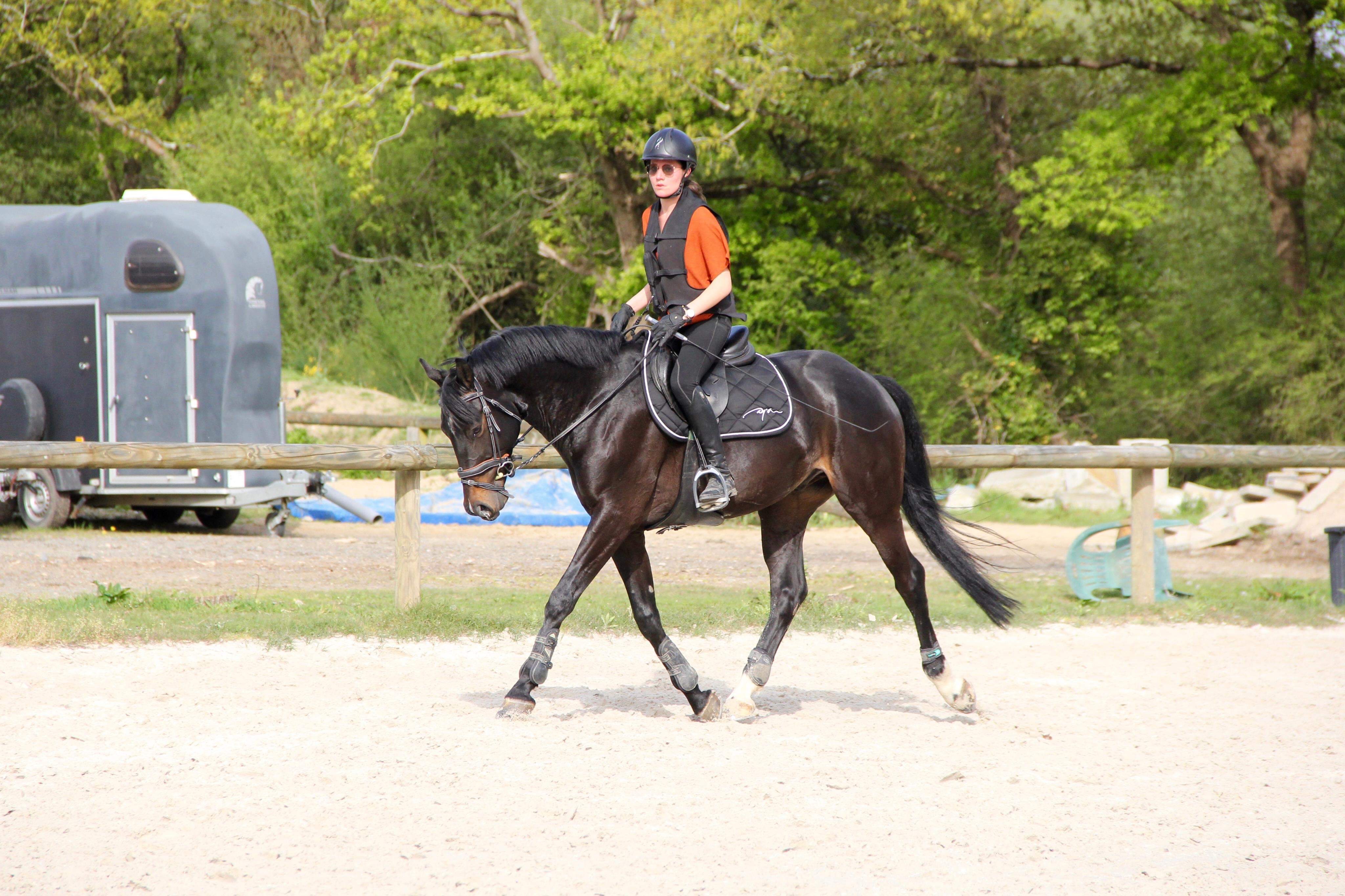 Image de l'annonce Joli petit cheval de sport 6 ans