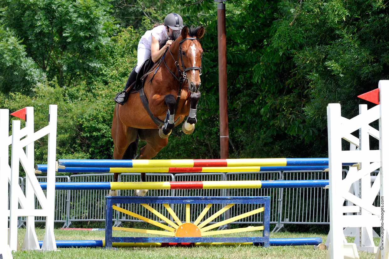 Image de l'annonce Hongre 12 ans gagnant en CSO