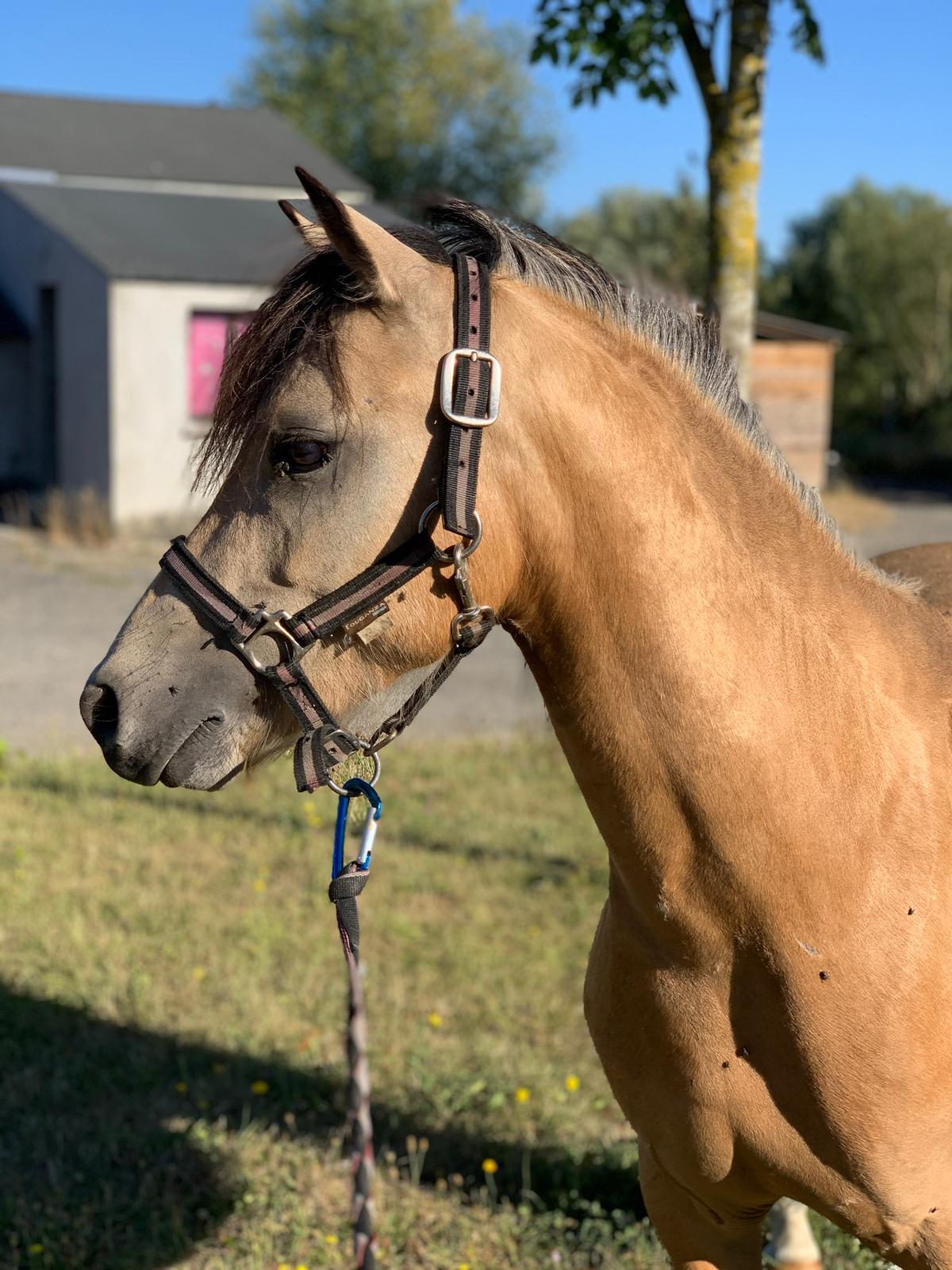 Image de l'annonce Hongre Welsh Part-Bred de 3 ans