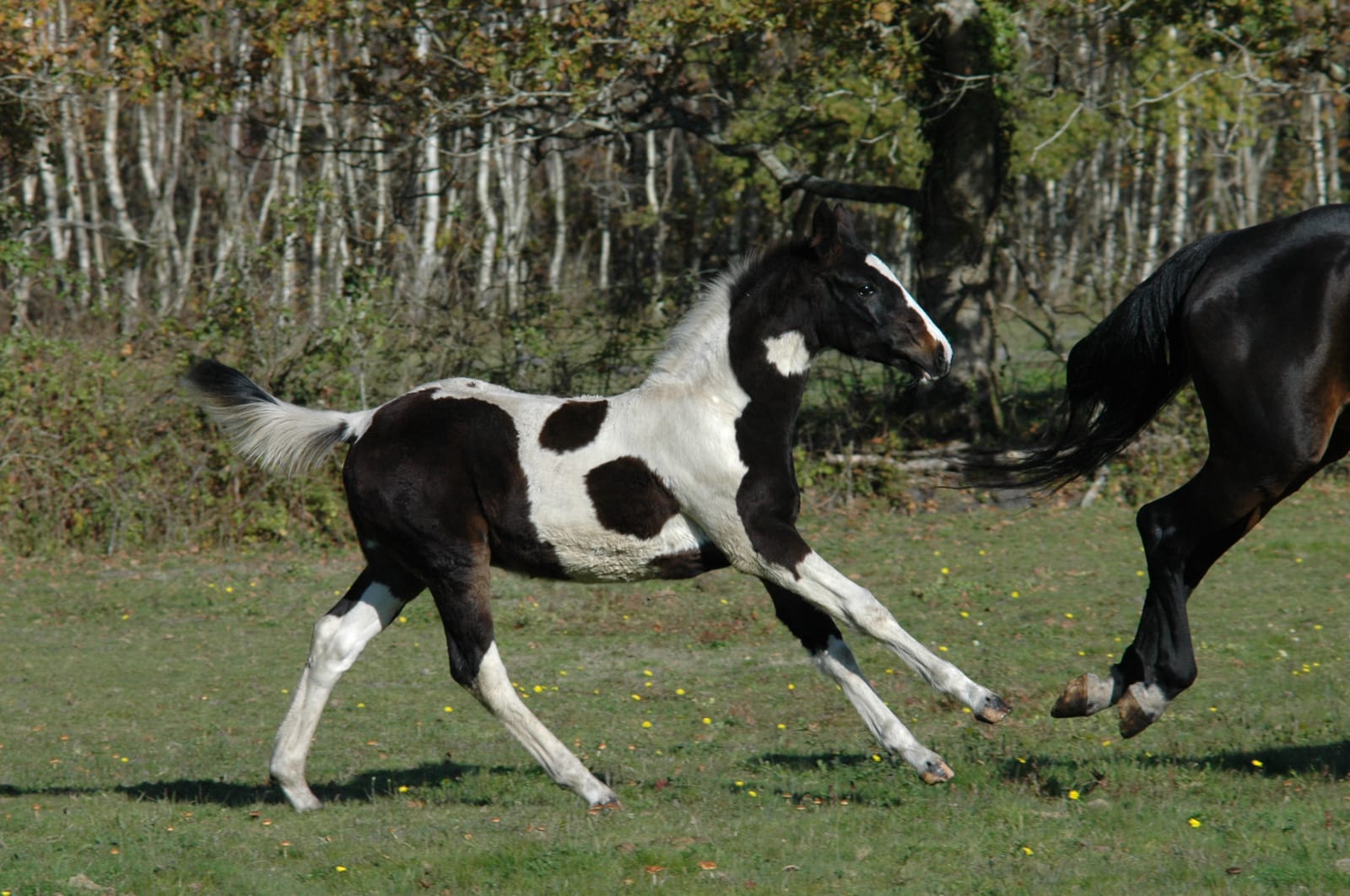 Image de l'annonce Poulain de sport de couleur de l'année
